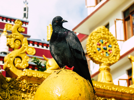 Kathmandu Nepal August 31, 2018 Closeup of a pigeon posing at the top of a stupa at Swayambhunath...