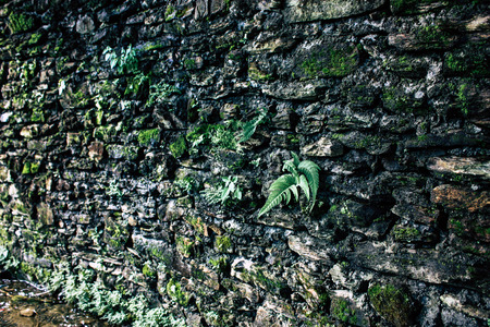 Pokhara Nepal September 25, 2018 View of a path in the jungle in Pokhara hills Nepalの写真素材