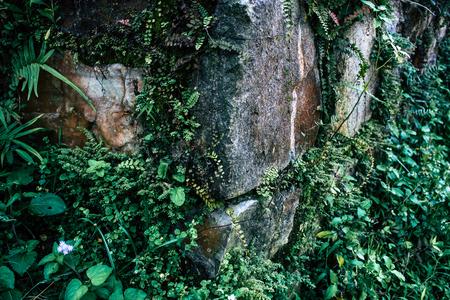 Pokhara Nepal September 25, 2018 View of a path in the jungle in Pokhara hills Nepalの写真素材