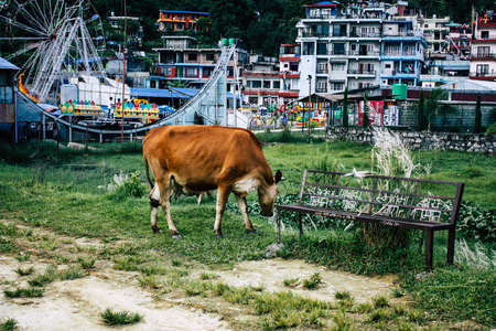 Pokhara Nepal October 2, 2018 View of a cow eating grass front the lake in Pokhara