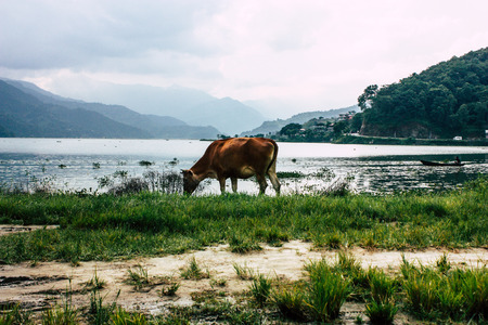 Pokhara Nepal October 2, 2018 View of a cow eating grass front the lake in Pokharaのeditorial素材