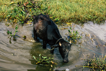 Pokhara Nepal October 6, 2018 View of a young buffalo eating grass front the Phewa lake of Pokhara in the morningのeditorial素材