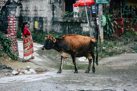 pokhara Nepal October 12, 2018 View of a cow walking in main street in Pokhara in the morningのeditorial素材
