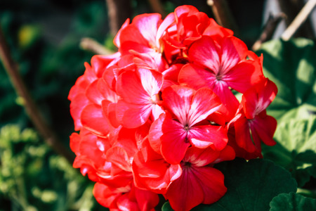 Closeup of colorful flowers from Bandipur in Nepalの写真素材
