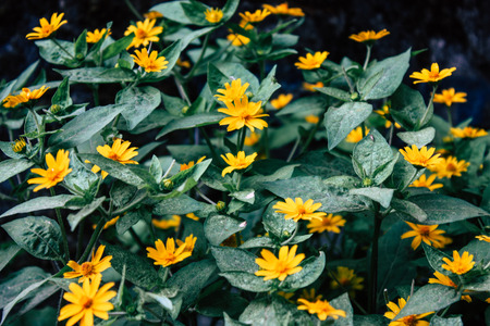 Closeup of colorful flowers from Bandipur in Nepalの写真素材