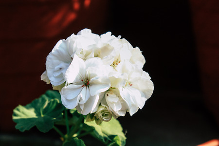 Closeup of colorful flowers from Bandipur in Nepalの写真素材