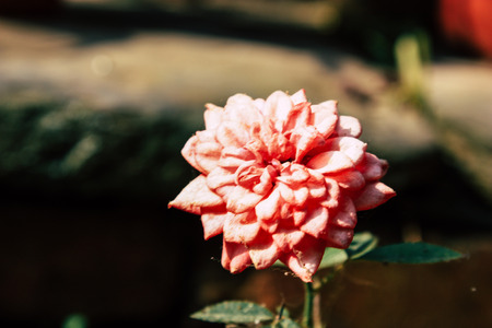 Closeup of colorful flowers from Bandipur in Nepalの写真素材