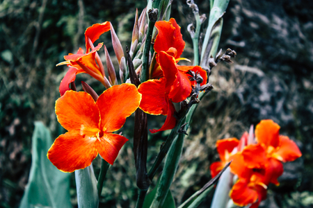 Closeup of colorful flowers from Bandipur in Nepalの写真素材