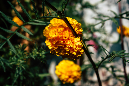 Closeup of colorful flowers from Bandipur in Nepalの写真素材