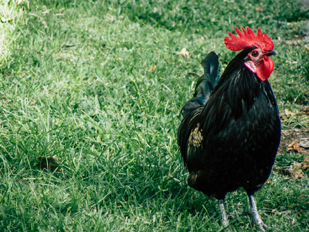 Tel Aviv Israel October 22, 2018 View of wild rooster in a public garden in Jaffa district in the afternoonの写真素材