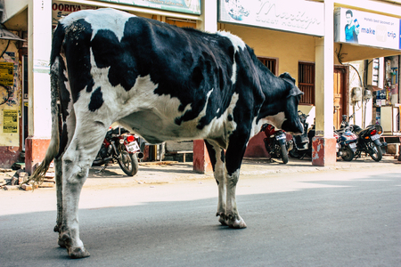 Varanasi India November 7, 2018 View of a domestic cow in the streets of Varanasi in the afternoonのeditorial素材