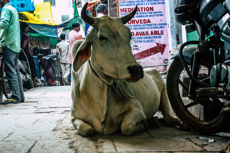 Varanasi India November 7, 2018 View of a domestic cow in the streets of Varanasi in the afternoonのeditorial素材