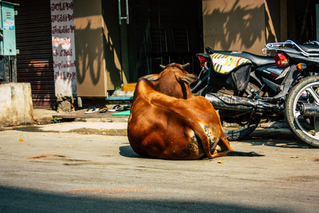 Varanasi India November 7, 2018 View of a domestic cow in the streets of Varanasi in the afternoonのeditorial素材
