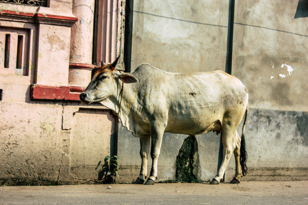 Varanasi India November 7, 2018 View of a domestic cow in the streets of Varanasi in the afternoonのeditorial素材