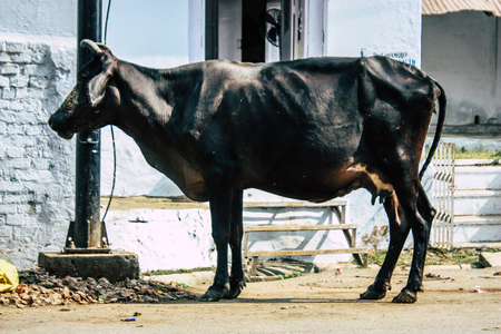 Varanasi India November 7, 2018 View of a domestic cow in the streets of Varanasi in the afternoonのeditorial素材