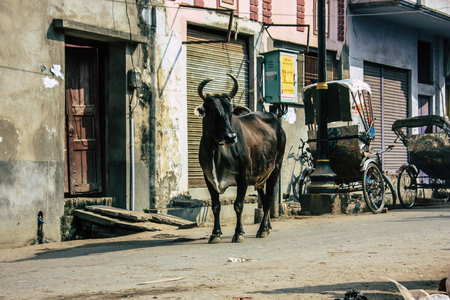 Varanasi India November 7, 2018 View of a domestic cow in the streets of Varanasi in the afternoonのeditorial素材