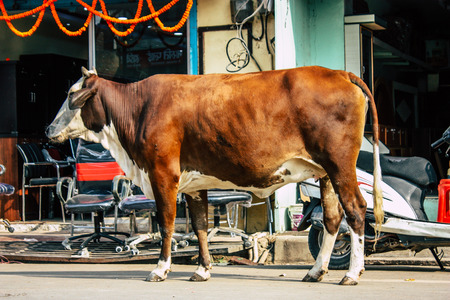Varanasi India November 7, 2018 View of a domestic cow in the streets of Varanasi in the afternoonのeditorial素材