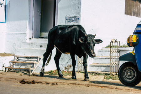 Varanasi India November 7, 2018 View of a domestic cow in the streets of Varanasi in the afternoonのeditorial素材