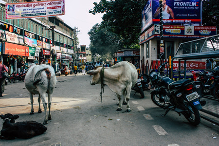 Varanasi India November 7, 2018 View of a domestic cow in the streets of Varanasi in the afternoon