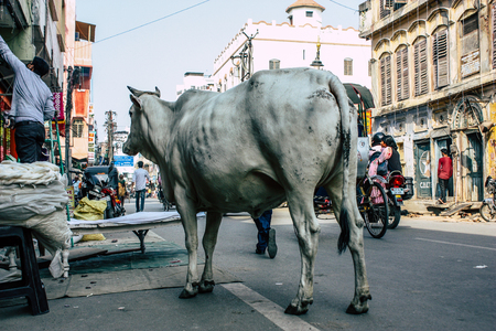 Varanasi India November 7, 2018 View of a domestic cow in the streets of Varanasi in the afternoonのeditorial素材