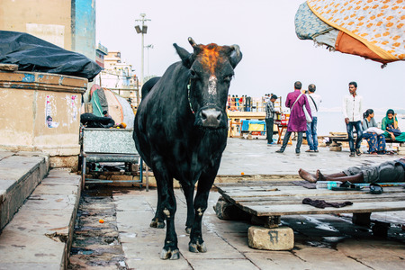 Varanasi India November 7, 2018 View of a domestic cow in the streets of Varanasi in the afternoonのeditorial素材