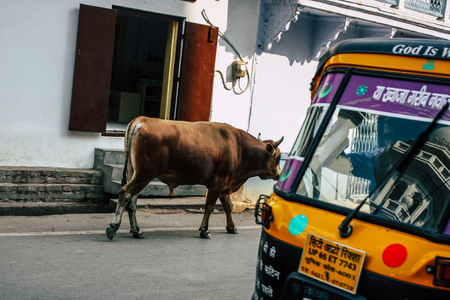 Varanasi India November 7, 2018 View of a domestic cow in the streets of Varanasi in the afternoonのeditorial素材