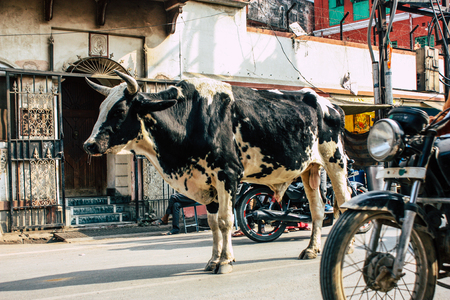 Varanasi India November 7, 2018 View of a domestic cow in the streets of Varanasi in the afternoonのeditorial素材