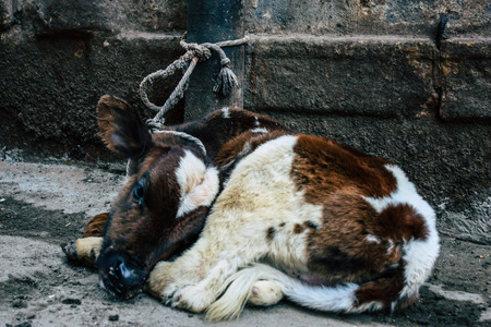 Varanasi India November 8, 2018 View of a domestic cow in the streets of Varanasi in the afternoonのeditorial素材