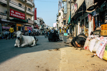 Varanasi India November 8, 2018 View of a domestic cow in the streets of Varanasi in the afternoonのeditorial素材