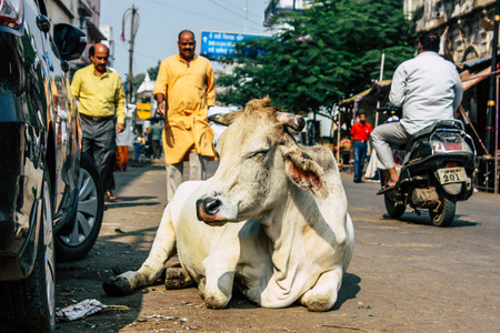Varanasi India November 8, 2018 View of a domestic cow in the streets of Varanasi in the afternoonのeditorial素材