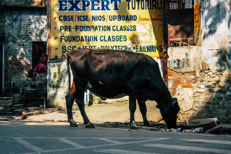 Varanasi India November 8, 2018 View of a domestic cow in the streets of Varanasi in the afternoon