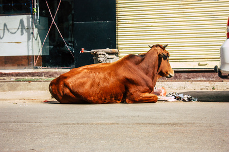Varanasi India November 8, 2018 View of a domestic cow in the streets of Varanasi in the afternoonのeditorial素材