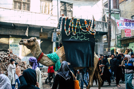 Varanasi India November 17, 2018 View of camels take part in a procession as part of the Ashura commemorations in the Arabian district of Varanasi  in the morningのeditorial素材