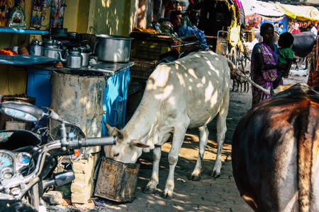 Varanasi India November 11, 2018 View of a domestic cow in the streets of Varanasi in the afternoon