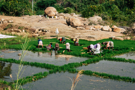 Hampi Karnataka India December 20, 2018 Portrait of unknowns farmers working in a rice yard near Hampi in the morningのeditorial素材