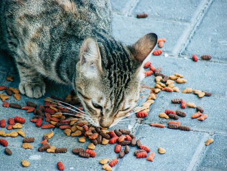 View of domestic cat eating in the streets of Tel Aviv in Israel in the afternoonの写真素材