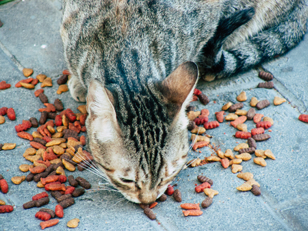 View of domestic cat eating in the streets of Tel Aviv in Israel in the afternoonの写真素材