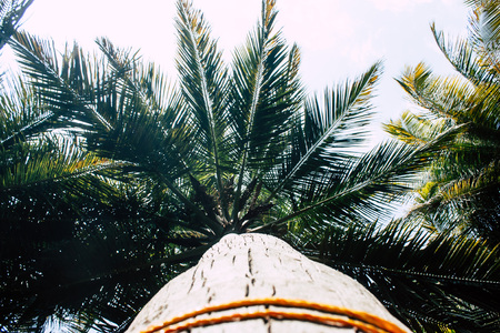 View of a tree in the jungle in southern Indiaの写真素材