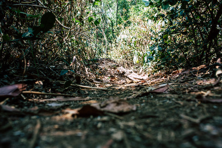 Gokarna Karnataka India February 26, 2019 View of a path in the wild Southern India jungle