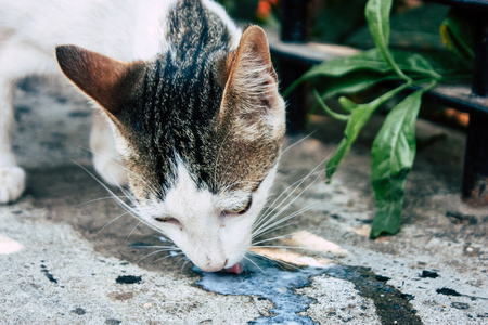 Mumbai India March 2, 2019 Closeup of abandoned domestic cat  living in the streets of Mumbai in the...