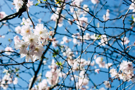 Voorburg Netherlands March 26, 2019 Closeup of  flowers in the streets of Voorburg in the afternoon