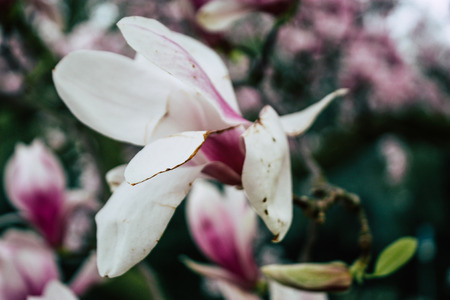 Closeup of flowers on the streets of Amsterdam in the Netherlandsの写真素材