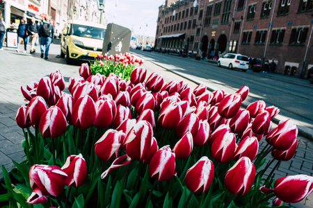 Amsterdam Netherlands April 9, 2019 closeup of pink tulips decorating the streets of Amsterdamのeditorial素材
