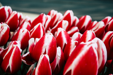 Amsterdam Netherlands April 9, 2019 closeup of pink tulips decorating the streets of Amsterdamの写真素材