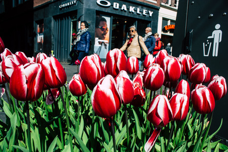 Amsterdam Netherlands April 9, 2019 closeup of pink tulips decorating the streets of Amsterdamのeditorial素材