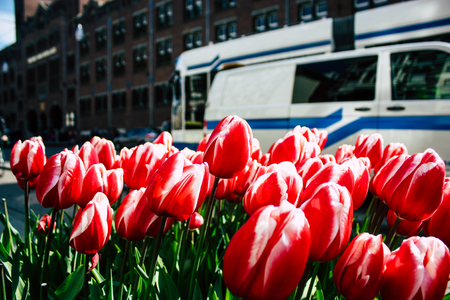 Amsterdam Netherlands April 9, 2019 closeup of pink tulips decorating the streets of Amsterdamのeditorial素材