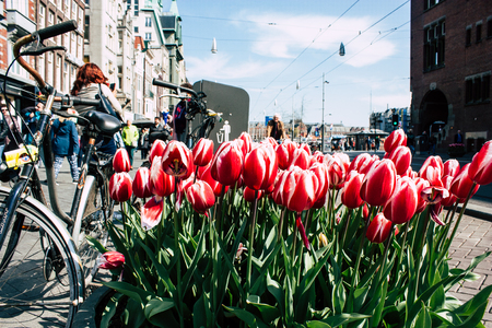 Amsterdam Netherlands April 9, 2019 closeup of pink tulips decorating the streets of Amsterdamのeditorial素材