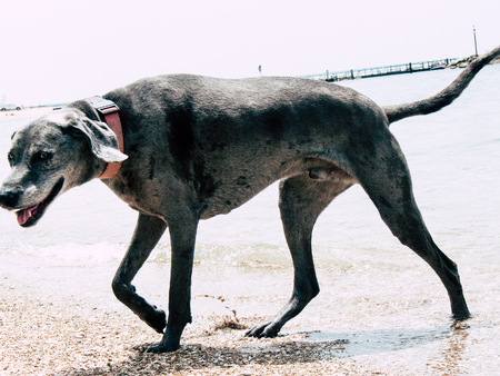 Sdot Yam Israel April 27, 2019 View of unknown dog on the beach of Sdot Yam kibbutz at the Haifa district in the afternoonの写真素材