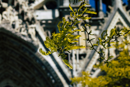 Reims France May 15, 2019 Close up of the leaves of a tree growing on the forecourt of the Notre Dame de Reims Cathedral in the afternoonのeditorial素材