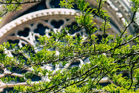 Reims France May 15, 2019 Close up of the leaves of a tree growing on the forecourt of the Notre Dame de Reims Cathedral in the afternoonのeditorial素材